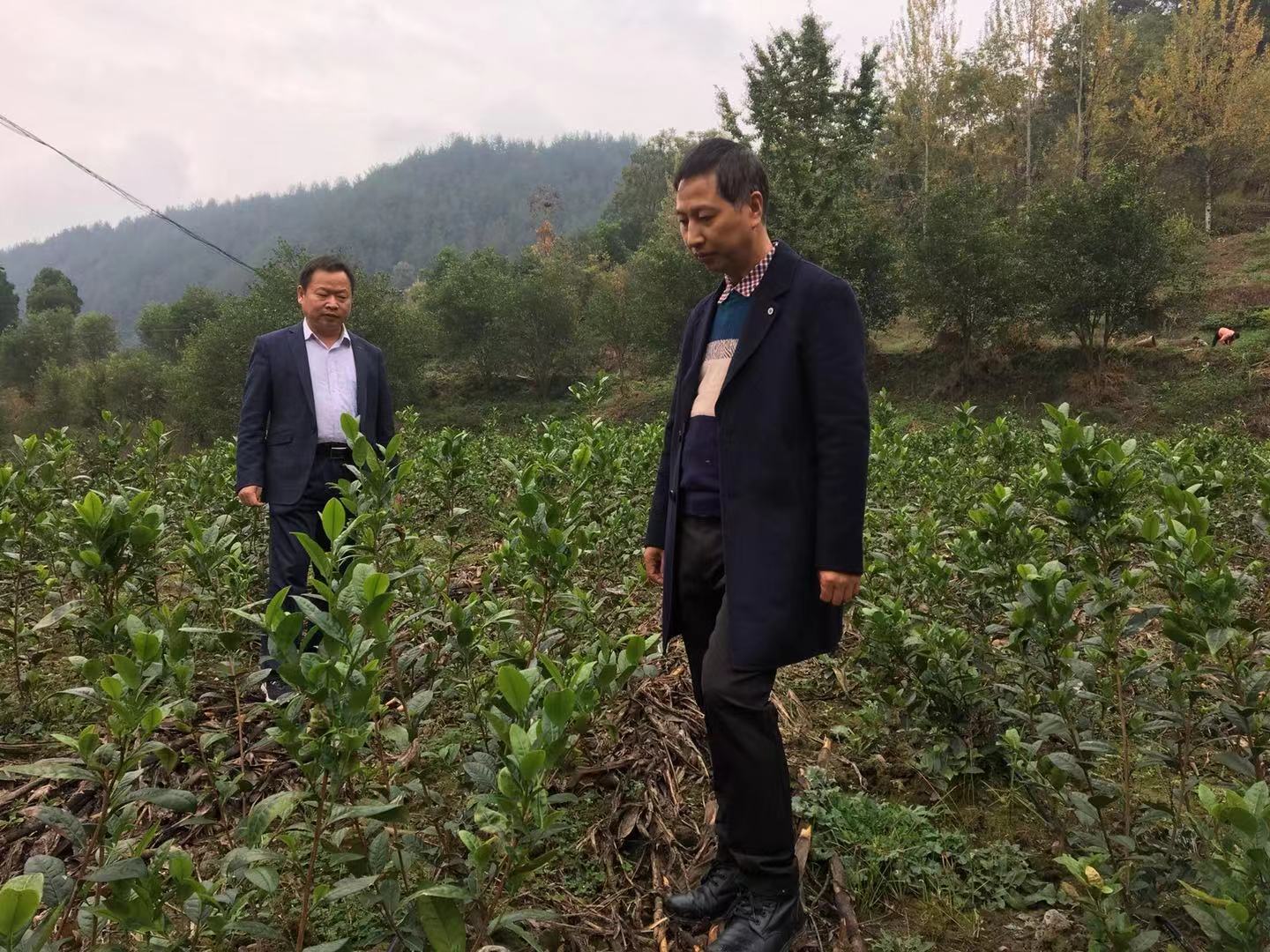 镇党委书记梁小刚到茶园检查茶园建设情况