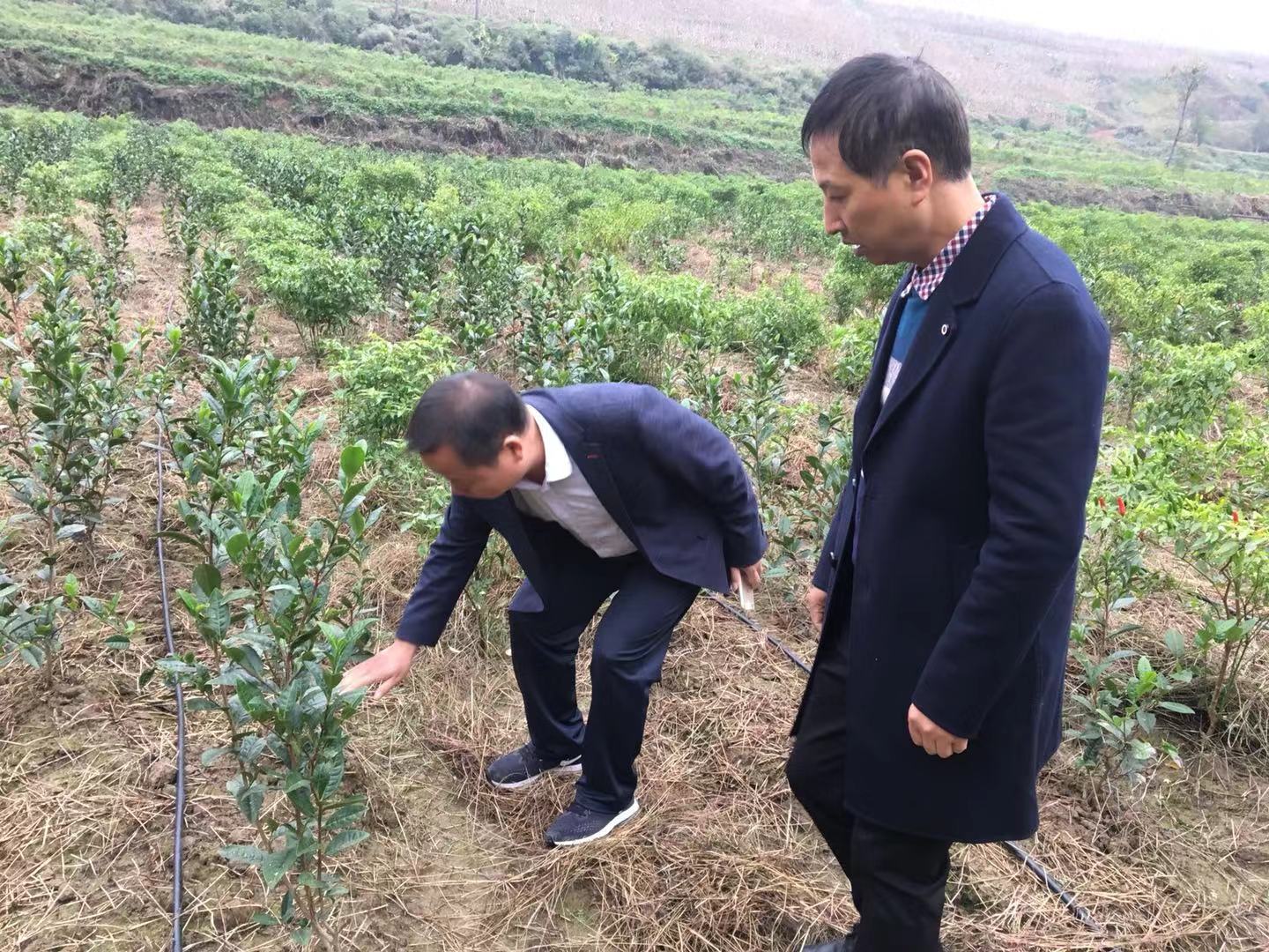 镇党委书记梁小刚到茶园检查茶园建设情况